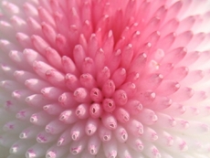 Blüte-rosa.jpg